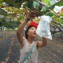 황금을따는마을 이미지