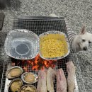 평Dog 스테이 이미지