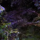 반딧불 - 강서구 강서로35길 47 | 반딧불