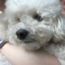 폴짝그루밍 | 부평 애견미용 샵 추천 / 부평 강아지 미용 잘하는 폴짝그루밍 후기