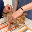 웰니스동물병원 | 용전동 웰니스동물병원복합터미널 고양이 아깽이 예방접종2차 후기