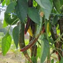 사과랑 고추랑 이미지