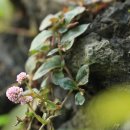 화산농원 이미지