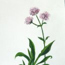 순전한 나드 이미지