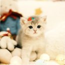 부산고양이분양 퍼스트캣 부산점 이미지