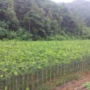 느티나무2농장 이미지