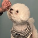 우주펫살롱 | 푸름이 견생샷 촬영했어요 당진 길가에사진관 펫사진 후기