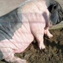 신촌초교 이미지