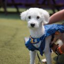 도그 스포지움 이미지