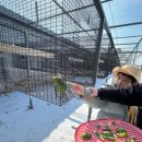 교동농장 | 교동앵무새힐링농장 총명한 앵무새와 힐링 타임! 교동앵무새농장 체험 후기앵무새 브리딩 전문! 건강한...