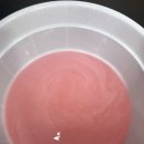 계룡애견 이미지