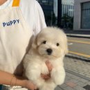 톰퍼피 강아지분양 이미지