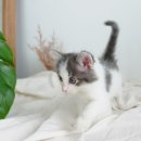 My Love Cat(마이러브캣) 이미지