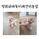 영희와바둑이 애견미용샵 이미지