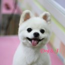 도그앤 제이 이미지