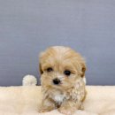 남부켄넬 이미지