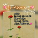 보네일 Daum카페