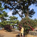 진수목장 | 애월여행 놀거리 코스추천, 제주도 동백꽃 명소 양떼목장에서 인생샷과 동물원 한 번에 즐기기