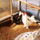 문영식 농장 이미지