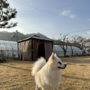 마이펫 룸 이미지