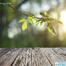 성인역사 이미지