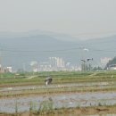 광양읍 하수처리장 Daum카페