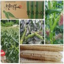 농업회사법인(주)반디 이미지