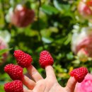 산딸기 이미지