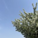 우덕마을 | [혜화/데이트] 봄산책하러 나가요! (혜화동버거,낙산공원,에디션엠)