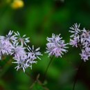 【자주꿩의다리(미나리아재비과) Thalictrum uchiyamai】「가늘고 긴 줄기가 꿩의 다리를 닮았다」 이미지
