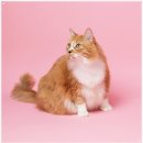 펫아미 강아지분양 고양이분양 동탄점 | 펫아미 동탄점, 건강한 강아지 분양을 위한 필수 체크 포인트:)