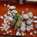 [일본 나고야] 시즈오카 맛집 타마루야 생와사비 나나야 말차아이스크림 (기념품 선물 추천)