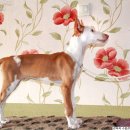 더블유펫 이미지