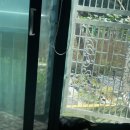 견생개꿀 이미지