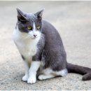 봄이든 동물병원 이미지