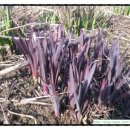 Allium(앨리움)