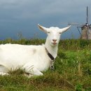 웃음요가-2 이미지