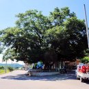 느티나무 이미지