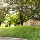 배롱나무길 이미지