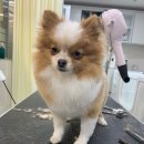 이든반려견 문화센터 이미지