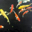 안성비단잉어 이미지