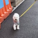 멍쉬멜로 | 배곧애견카페 멍쉬멜로에서 댕푸치노 냠냠