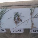 갯벌슈퍼 경향신문
