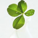 킴벌리상사 이미지