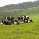 새말목장 이미지