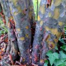 나무와숲한의원 이미지