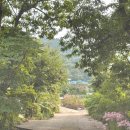 산골낚시터 | 아기 고양이들이 살고 있는 강화도 산골 닭오리백숙