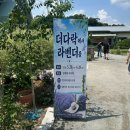 규의농장 | 더 다락 농장 식물 카페ㅣ청주 라벤더 개화 상태(6월 14일) 세종, 대전 근교 카페