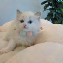 천안고양이 분양 퍼스트캣 본점 | 천안고양이분양 퍼스트캣 본점, 안성고양이분양 전문으로 유명한 곳