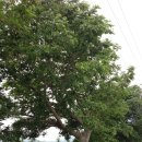지난 번 못생긴 팽나무 두그루 사진 이미지